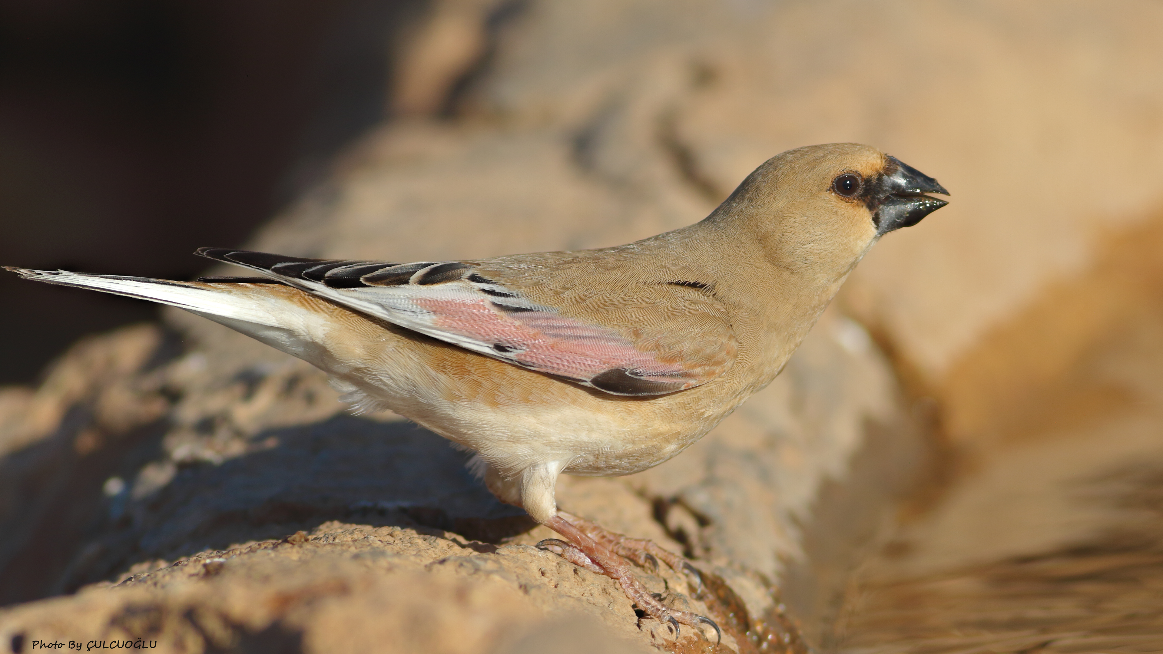 Desert Finch